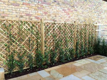 Major Plants Ltd - WBC British Queen - London - UK - Image 15