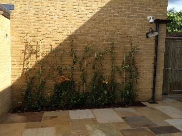 Major Plants Ltd - WBC British Queen - London - UK - Image 16