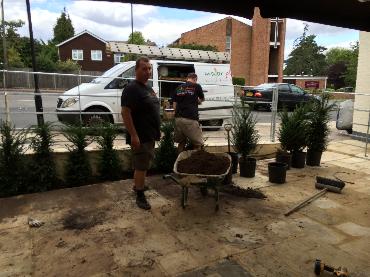 Major Plants Ltd - WBC British Queen - London - UK - Image 22