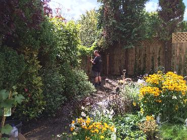 Major Plants Ltd - WBC British Queen - London - UK - Image 25