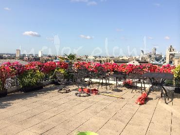 Major Plants Ltd - Window Boxes - London - UK - Image 