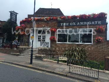 Major Plants Ltd - Window Boxes - London - UK - Image 32