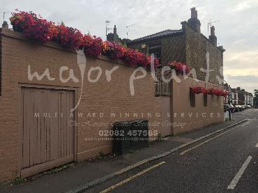 Major Plants Ltd - Window Boxes - London - UK - Image 40