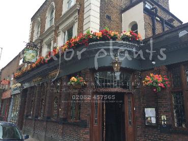 Major Plants Ltd - Window Boxes - London - UK - Image 41