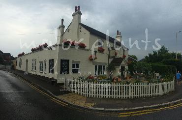 Major Plants Ltd - Window Boxes - London - UK - Image 45