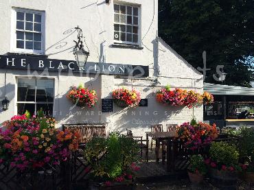 Major Plants Ltd - Window Boxes - London - UK - Image 53