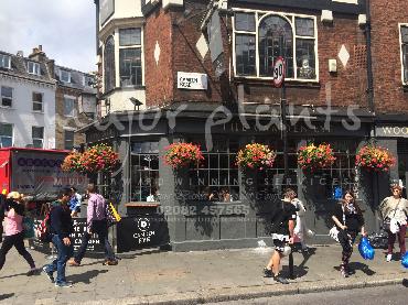 Major Plants Ltd - Window Boxes - London - UK - Image 64