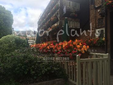 Major Plants Ltd - Window Boxes - London - UK - Image 70