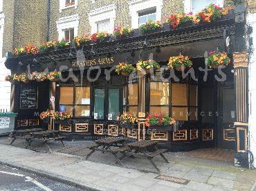 Major Plants Ltd - Window Boxes - London - UK - Image 80