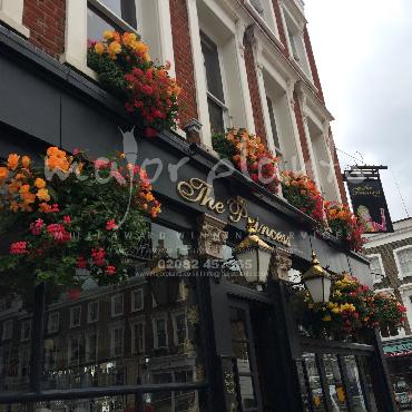 Major Plants Ltd - Window Boxes - London - UK - Image 87