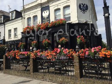 Major Plants Ltd - Window Boxes - London - UK - Image 95
