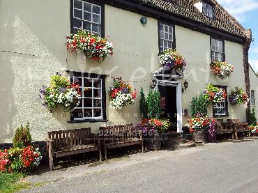 Major Plants Ltd - Window Boxes - London - UK - Image 124