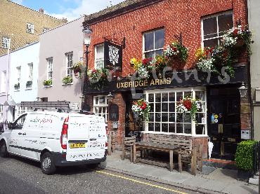 Major Plants Ltd - Window Boxes - London - UK - Image 128