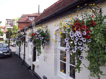 Major Plants Ltd - Window Boxes - London - UK - Image 129