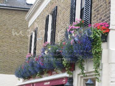Major Plants Ltd - Window Boxes - London - UK - Image 135