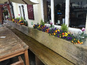 Major Plants Ltd - Winter Displays - London - UK - Image 4