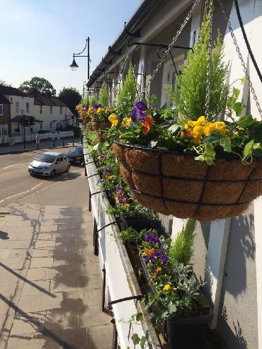 Major Plants Ltd - Winter Displays - London - UK - Image 5