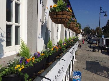 Major Plants Ltd - Winter Displays - London - UK - Image 17