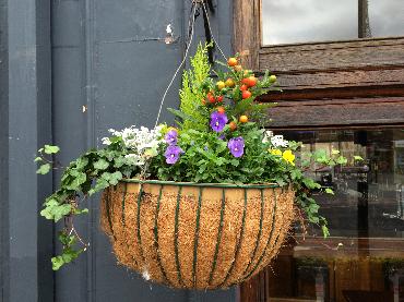 Major Plants Ltd - Winter Displays - London - UK - Image 34