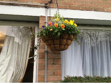 Major Plants Ltd - Winter Displays - London - UK - Image 39