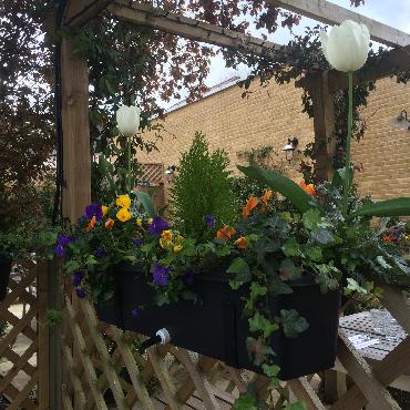 Major Plants Ltd - Winter Displays - London - UK - Image 49