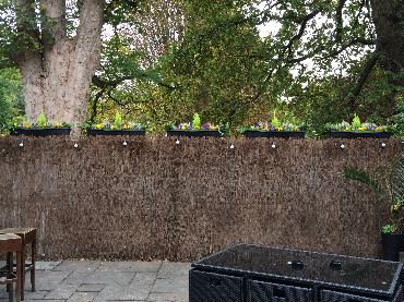 Major Plants Ltd - Winter Displays - London - UK - Image 56