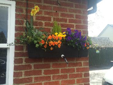 Major Plants Ltd - Winter Displays - London - UK - Image 62