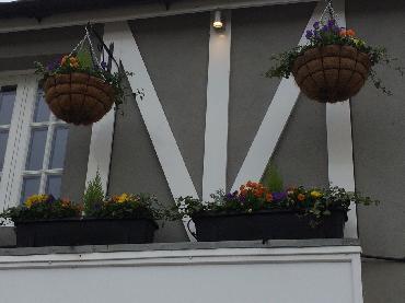 Major Plants Ltd - Winter Displays - London - UK - Image 68